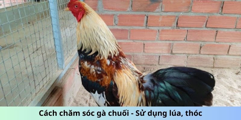 Cách Chăm Sóc Gà Chuối - Mẹo Giữ Chiến Kê Luôn Phong Độ 2 Trang Chủ Jun88.com #1 Việt Nam Cách chăm sóc gà Chuối - Sử dụng lúa, thóc