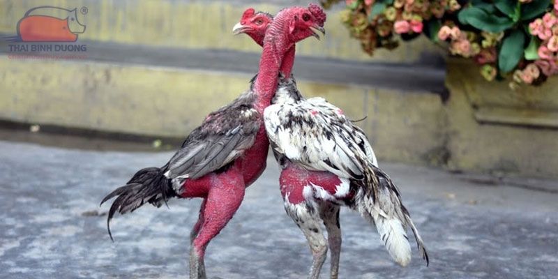 Cách Ghép Gà Trống Mái Để Đạt Năng Suất Cao Tại Jun88 2 Trang Chủ Jun88.com #1 Việt Nam Cách ghép gà trống mái hiệu quả là biết cách chọn giống