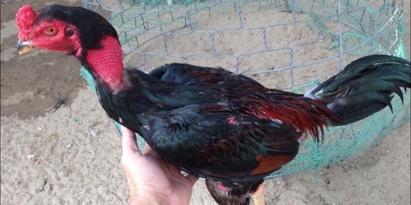 Cách Vần Gà Chọi Chiến - Bí Quyết Đỉnh Cao Từ Jun88 2 Trang Chủ Jun88.com #1 Việt Nam Cách vần gà chọi chiến bằng những bài tập cải thiện