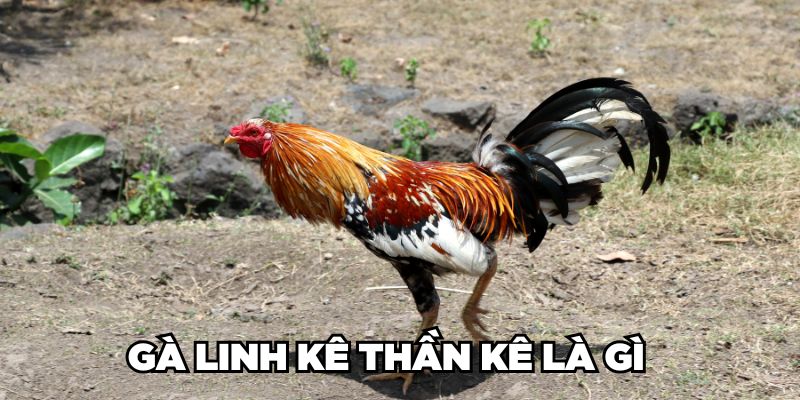 Cùng Jun88 Nhận Diện Gà Linh Kê Thần Kê Cực Hiếm Hiện Nay 1 Trang Chủ Jun88.com #1 Việt Nam Gà Linh Kê Thần Kê là gì