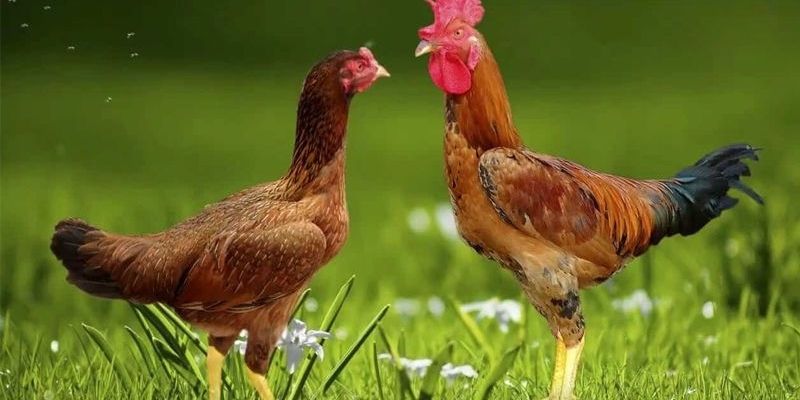 Cách Ghép Gà Trống Mái Để Đạt Năng Suất Cao Tại Jun88 1 Trang Chủ Jun88.com #1 Việt Nam Ghép kê đúng cách rất quan trọng để tạo ra đàn con khỏe mạnh