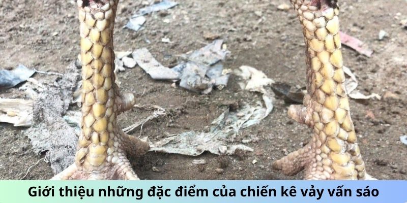 Gà Chọi Vảy Vấn Sáo - Giải Mã Sức Hút Của Giống Gà Quý 1 Trang Chủ Jun88.com #1 Việt Nam Giới thiệu những đặc điểm của chiến kê vảy Vấn Sáo
