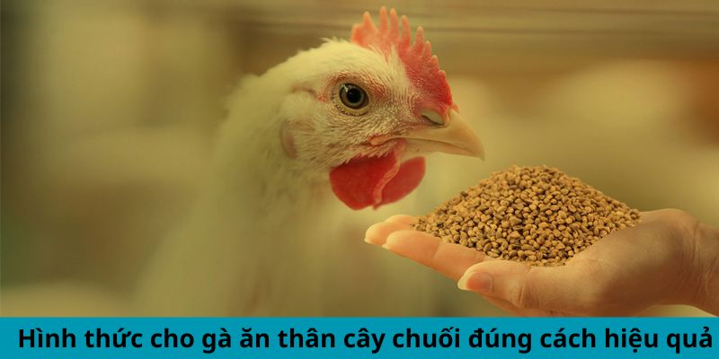 Cách Cho Gà Ăn Thân Cây Chuối Đúng Cách Hiệu Quả Bất Ngờ 2 Trang Chủ Jun88.com #1 Việt Nam Hình thức cho gà ăn thân cây chuối đúng cách hiệu quả