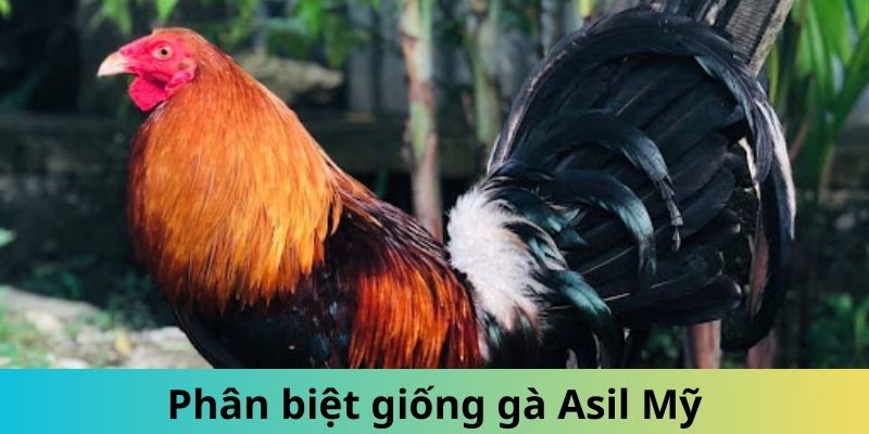 Gà Asil Mỹ - Giống Thần Kê Được Đông Đảo Kê Sư Săn Lùng 2 Trang Chủ Jun88.com #1 Việt Nam Khám phá các đặc điểm phân biệt Asil Mỹ đơn giản