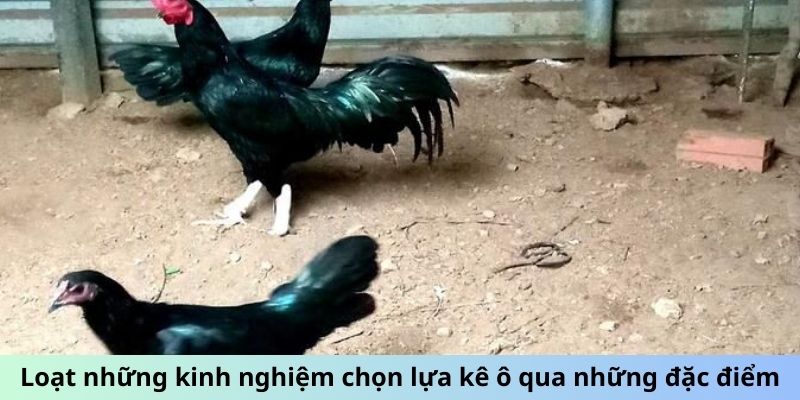 Gà Ô Chân Trắng - Sức Mạnh Tiềm Ẩn Chiến Kê Siêu Đẳng 3 Trang Chủ Jun88.com #1 Việt Nam Loạt những kinh nghiệm chọn lựa kê ô qua những đặc điểm