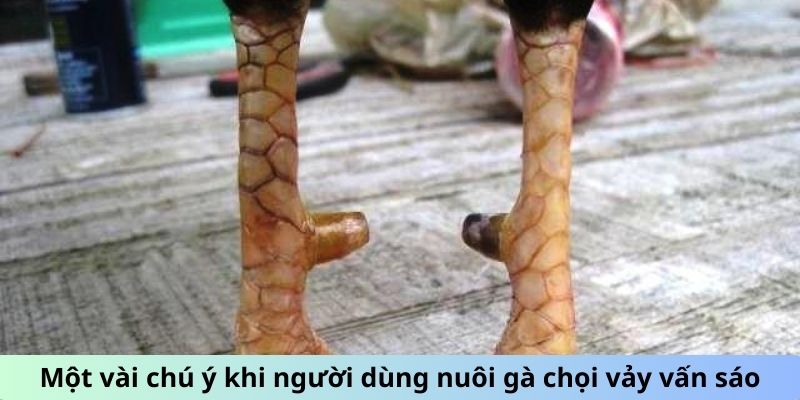 Gà Chọi Vảy Vấn Sáo - Giải Mã Sức Hút Của Giống Gà Quý 3 Trang Chủ Jun88.com #1 Việt Nam Một vài chú ý khi người dùng nuôi gà chọi vảy Vấn Sáo