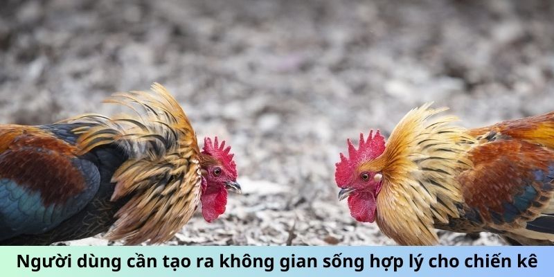 Cách Đúc Gà Chọi Nhiều Trống - Bí Quyết Sinh Sản Đột Phá 2 Trang Chủ Jun88.com #1 Việt Nam Người dùng cần tạo ra không gian sống hợp lý cho chiến kê