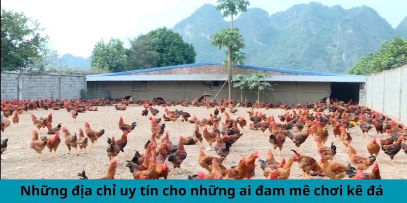 Cập Nhật Thông Tin Mới Nhất Xoay Quanh Trại Gà Cao Lãnh 3 Trang Chủ Jun88.com #1 Việt Nam Những địa chỉ uy tín cho những ai đam mê chơi gà đá