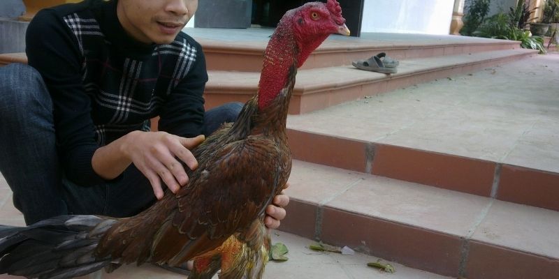 Cách Vần Gà Chọi Chiến - Bí Quyết Đỉnh Cao Từ Jun88 3 Trang Chủ Jun88.com #1 Việt Nam Phương pháp nâng cao kỹ năng cho người chơi