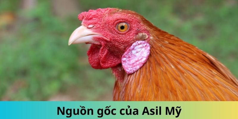 Gà Asil Mỹ - Giống Thần Kê Được Đông Đảo Kê Sư Săn Lùng 1 Trang Chủ Jun88.com #1 Việt Nam Thông tin về nguồn gốc gà Asil Mỹ nổi tiếng
