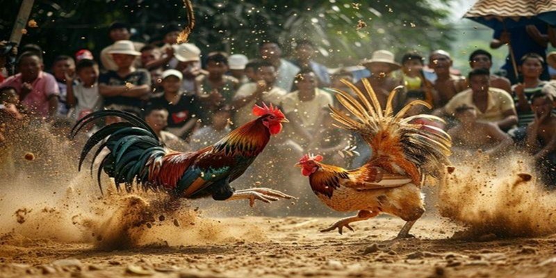 Cách Đá Gà Mạng Luôn Thắng Giúp Kê Thủ Luôn Thành Công 2 Trang Chủ Jun88.com #1 Việt Nam Cách đá gà mạng luôn thắng nghiên cứu kỹ lịch sử thi đấu của chiến kê