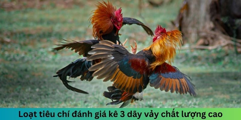 Gà Ba Hàng Vảy - Khám Phá Ưu Điểm Dòng Chiến Kê Cực Đỉnh 3 Trang Chủ Jun88.com #1 Việt Nam Loạt tiêu chí đánh giá kê 3 dãy vảy chất lượng cao